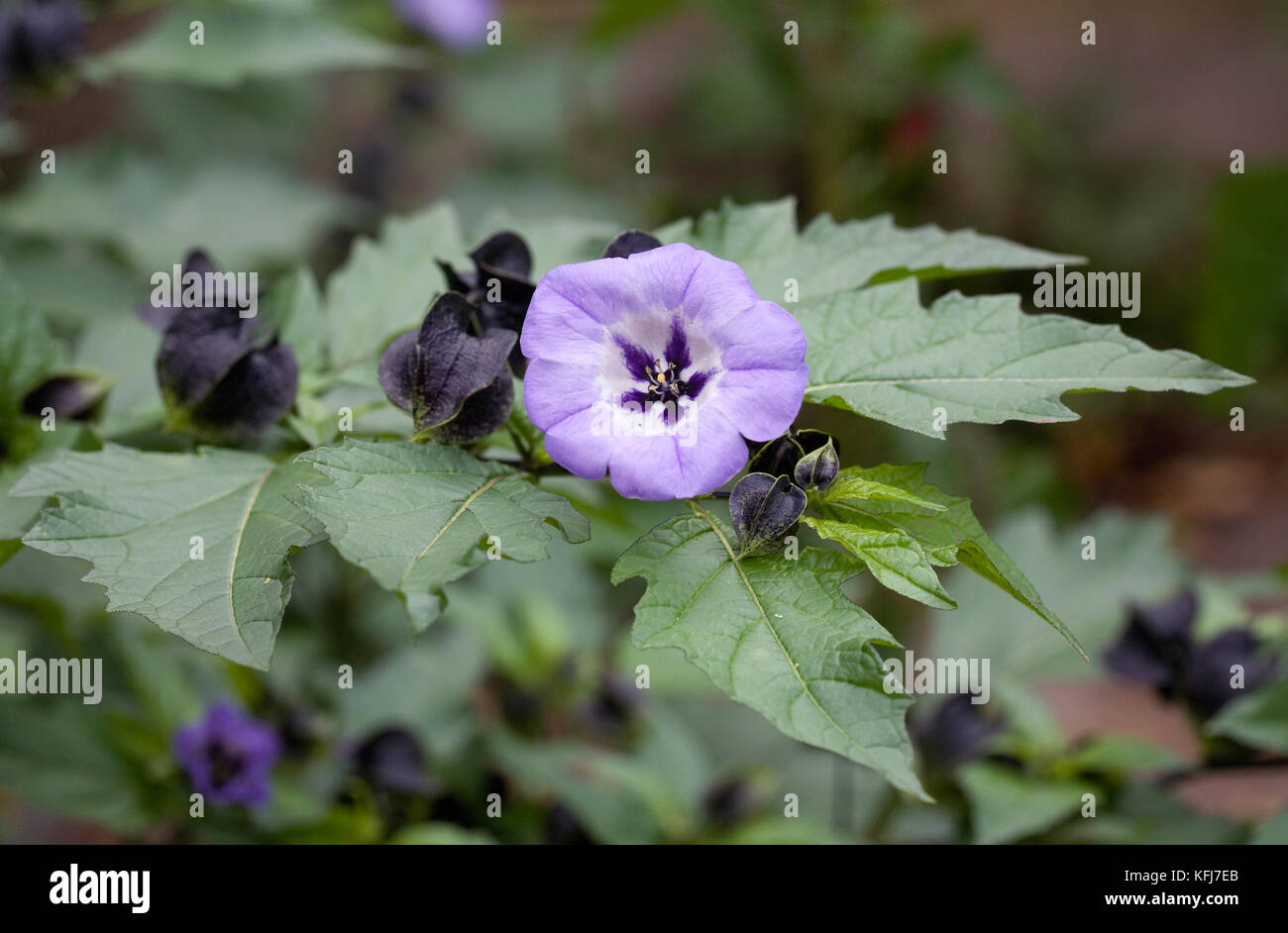 Nicandra physalodes flowers. Stock Photo