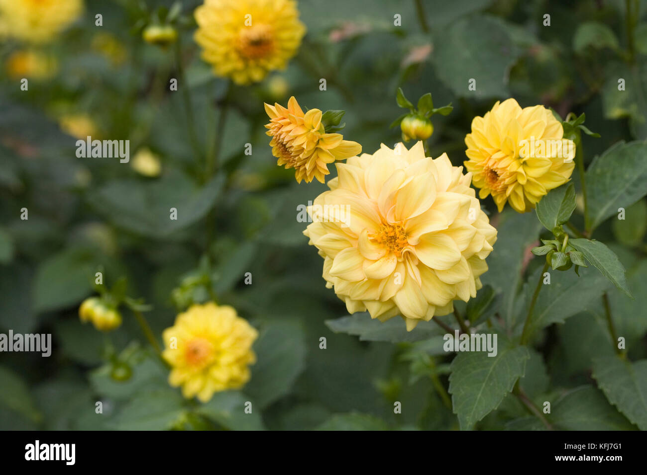Yellow Dahlias in the garden. Stock Photo