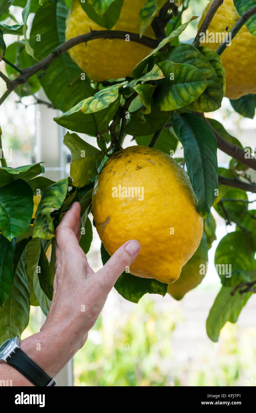 Citron fruit hi-res stock photography and images - Alamy