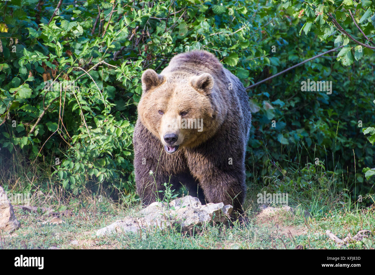 European Brown Bear at the Kuterevo Bear Sanctuary, Croatia.  This is a refuge for orphanaged bears in Lika & Senj County, Croatia. Stock Photo