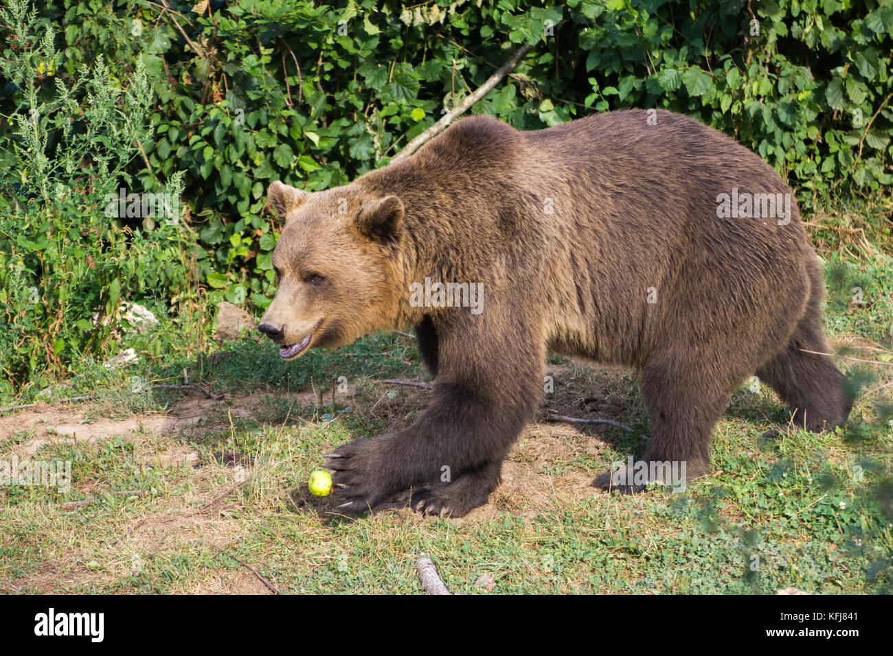 European Brown Bear at the Kuterevo Bear Sanctuary, Croatia.  This is a refuge for orphanaged bears in Lika & Senj County, Croatia. Stock Photo