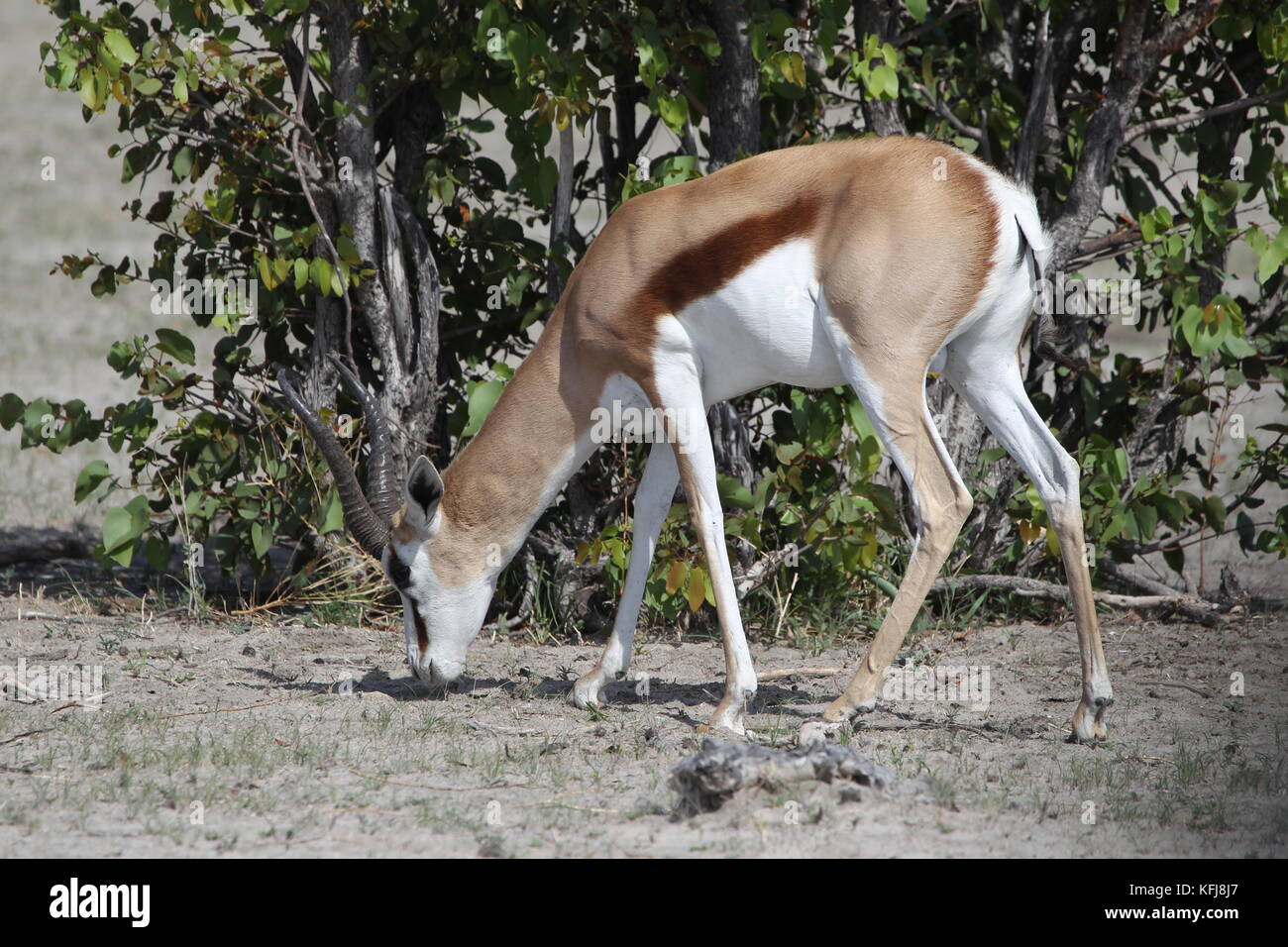 Springboks stand along the side of the road eating leading to the ...