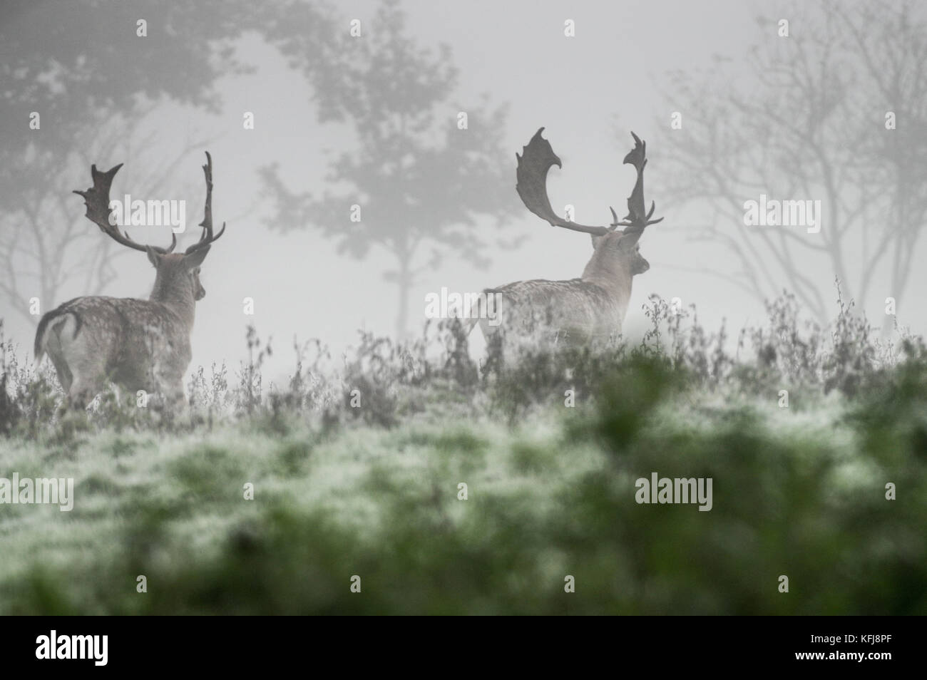 Stags walking through a meadow in thick fog on an autumn morning - West Sussex Stock Photo