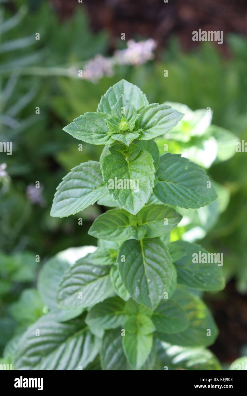 Minze arten hires stock photography and images Alamy