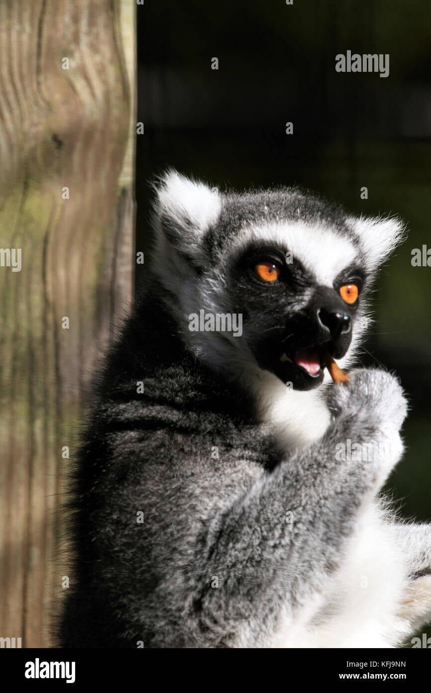 A Ring-tailed Lemur, Lemur catta, eating Stock Photo