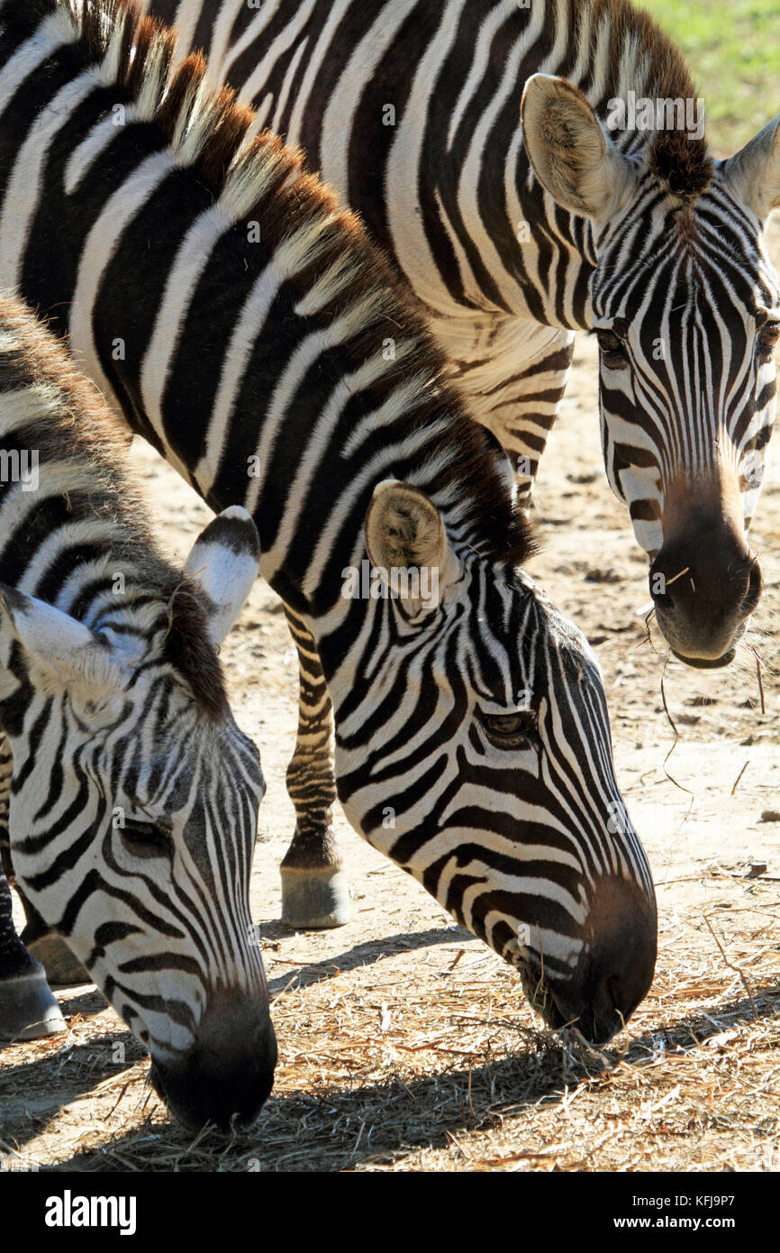 Can You Bring Dogs To Cape May Zoo