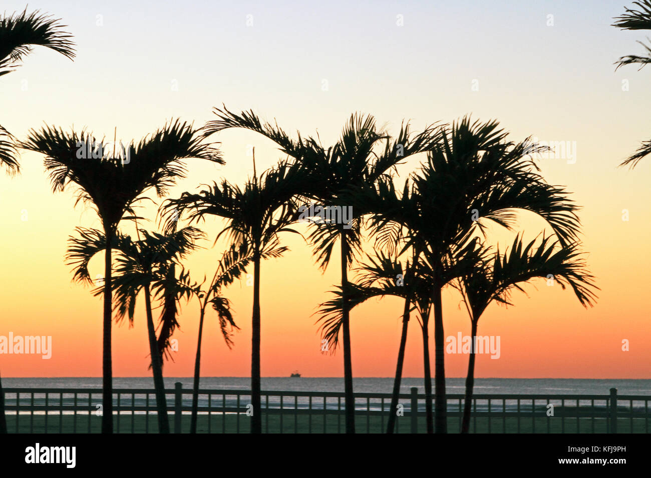 Sunrise at Diamond Beach viewed through the palm trees at the Icona