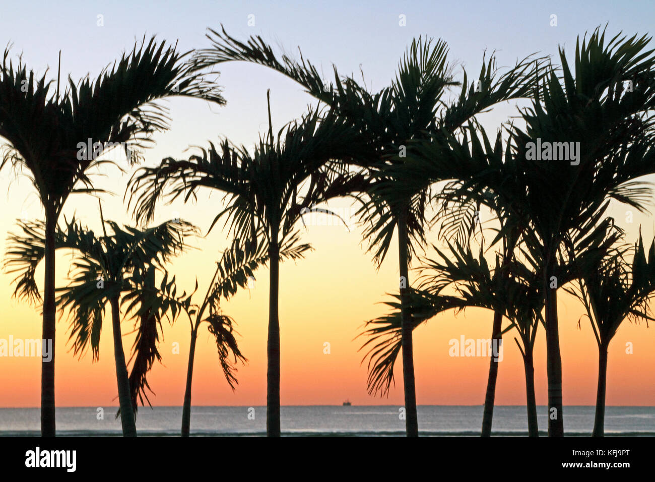 Sunrise at Diamond Beach viewed through the palm trees at the Icona Resort, New Jersey, USA