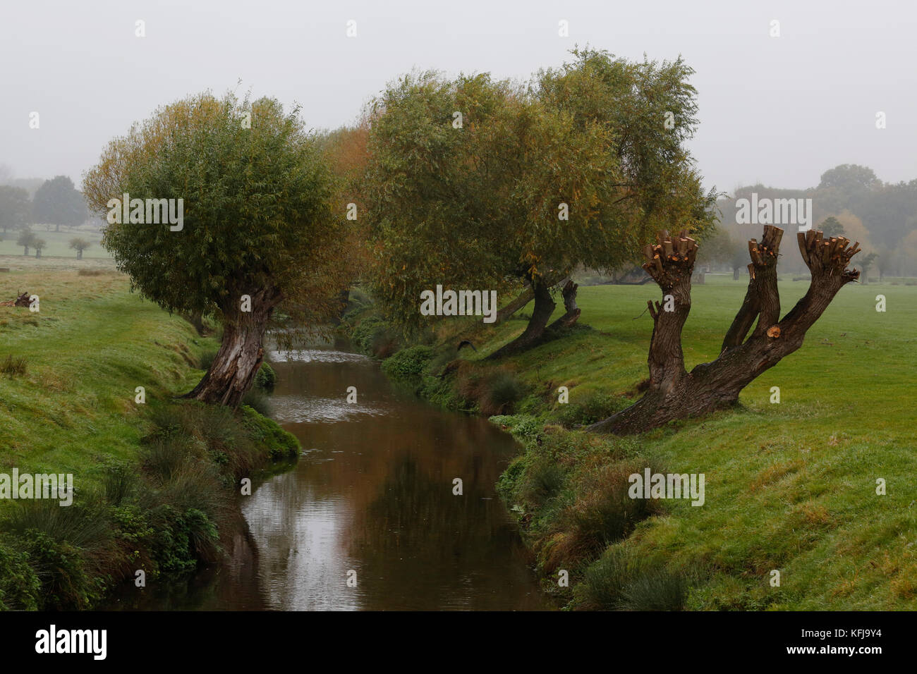 Landscape of Richmond Park, Moody Autumn, Fog and Mist Present, Stock Photo