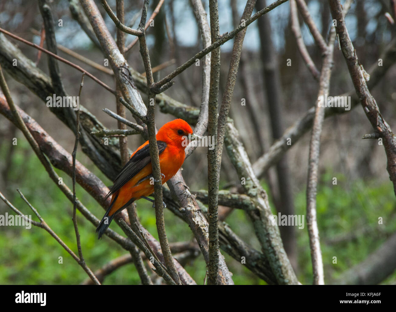 Point pelee migration hires stock photography and images Alamy