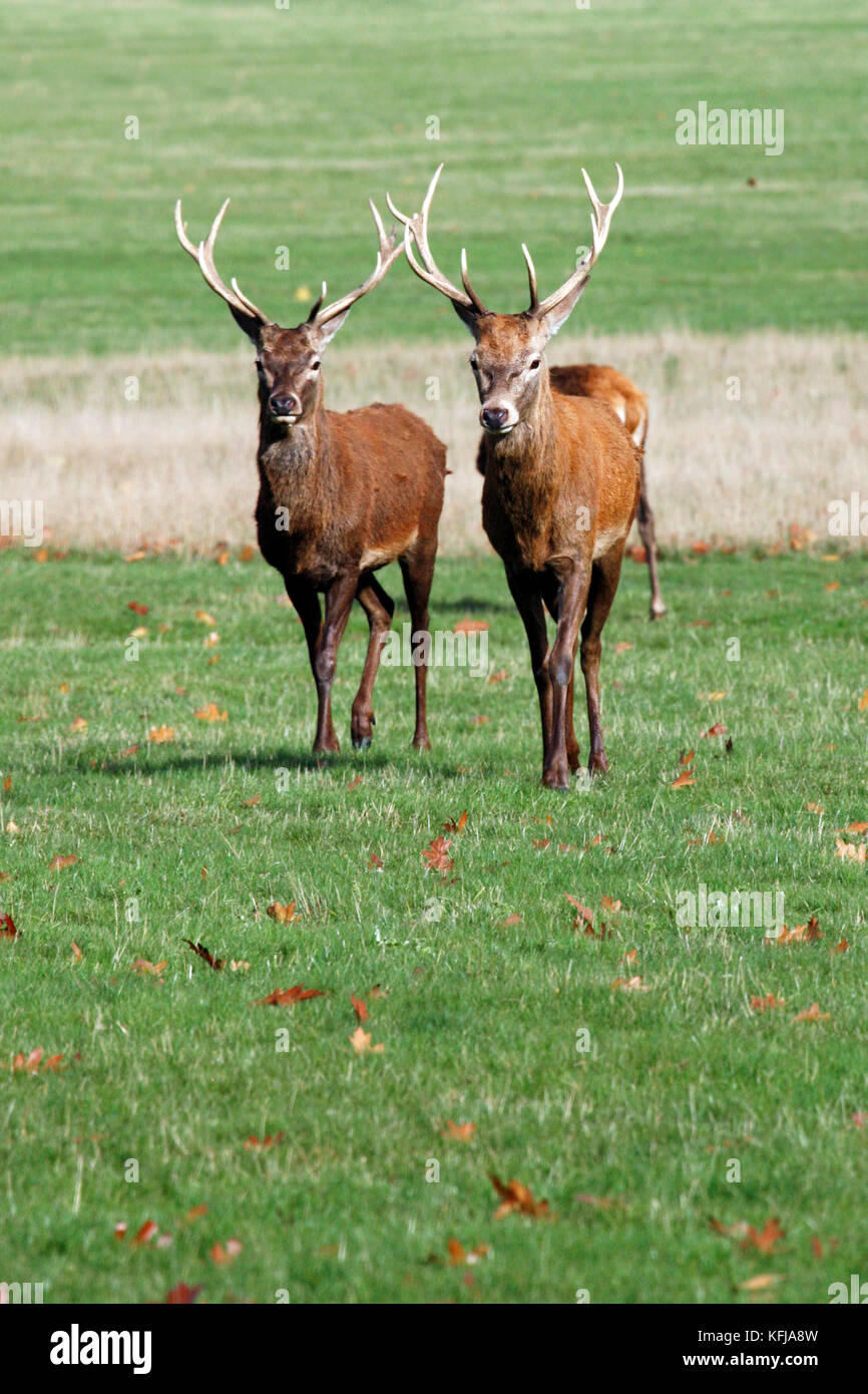 Deers in Richmond Park. Richmond park is famous for more than six hundred red fallow deer and it is the largest park of the royal parks in London Stock Photo