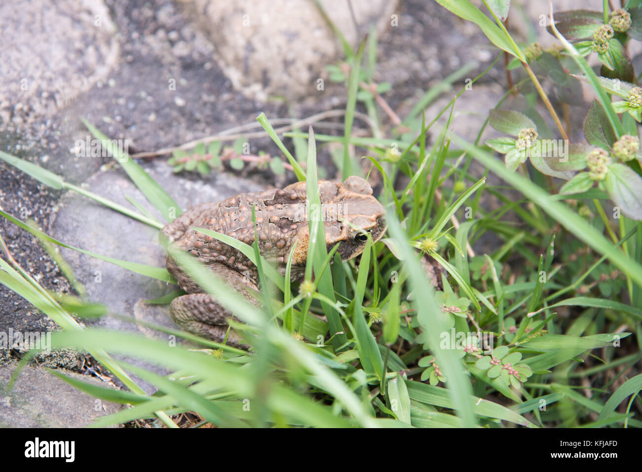 Cane toad hidden in the grass and rock in natural outdoor tropical ...