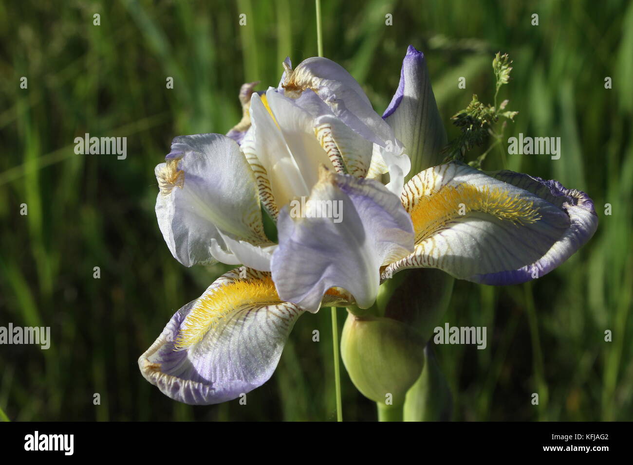 Lovely purple tipped flower with fine definition.  Very stunning to see and peaceful to be near. Stock Photo