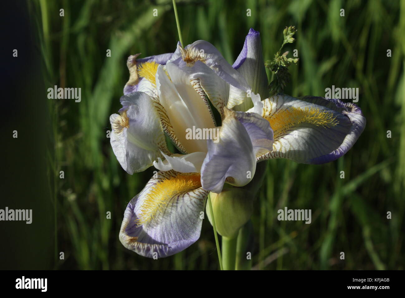 Lovely purple tipped flower with fine definition.  Very stunning to see and peaceful to be near. Stock Photo