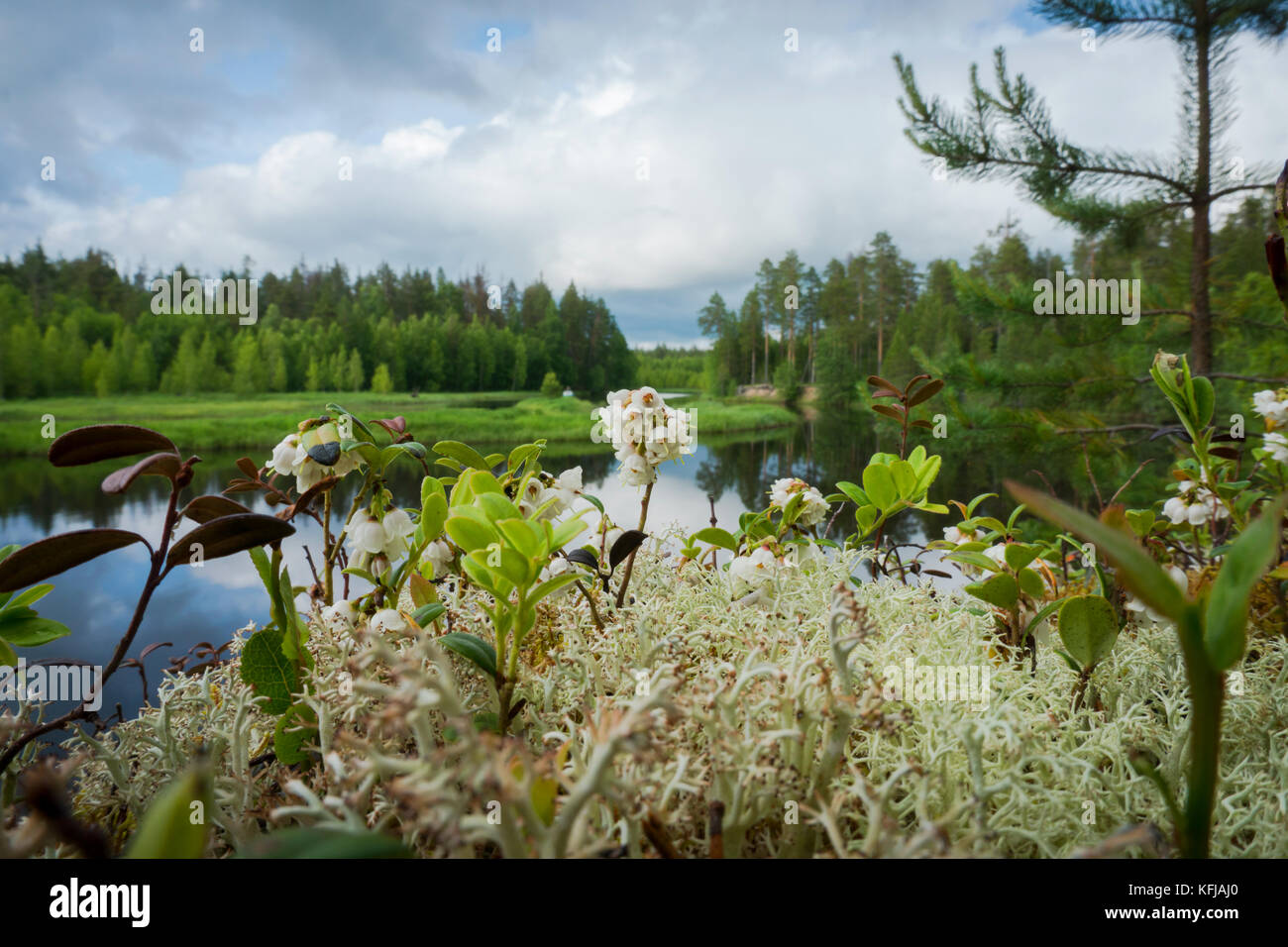 Beautiful river in the forest Stock Photo - Alamy