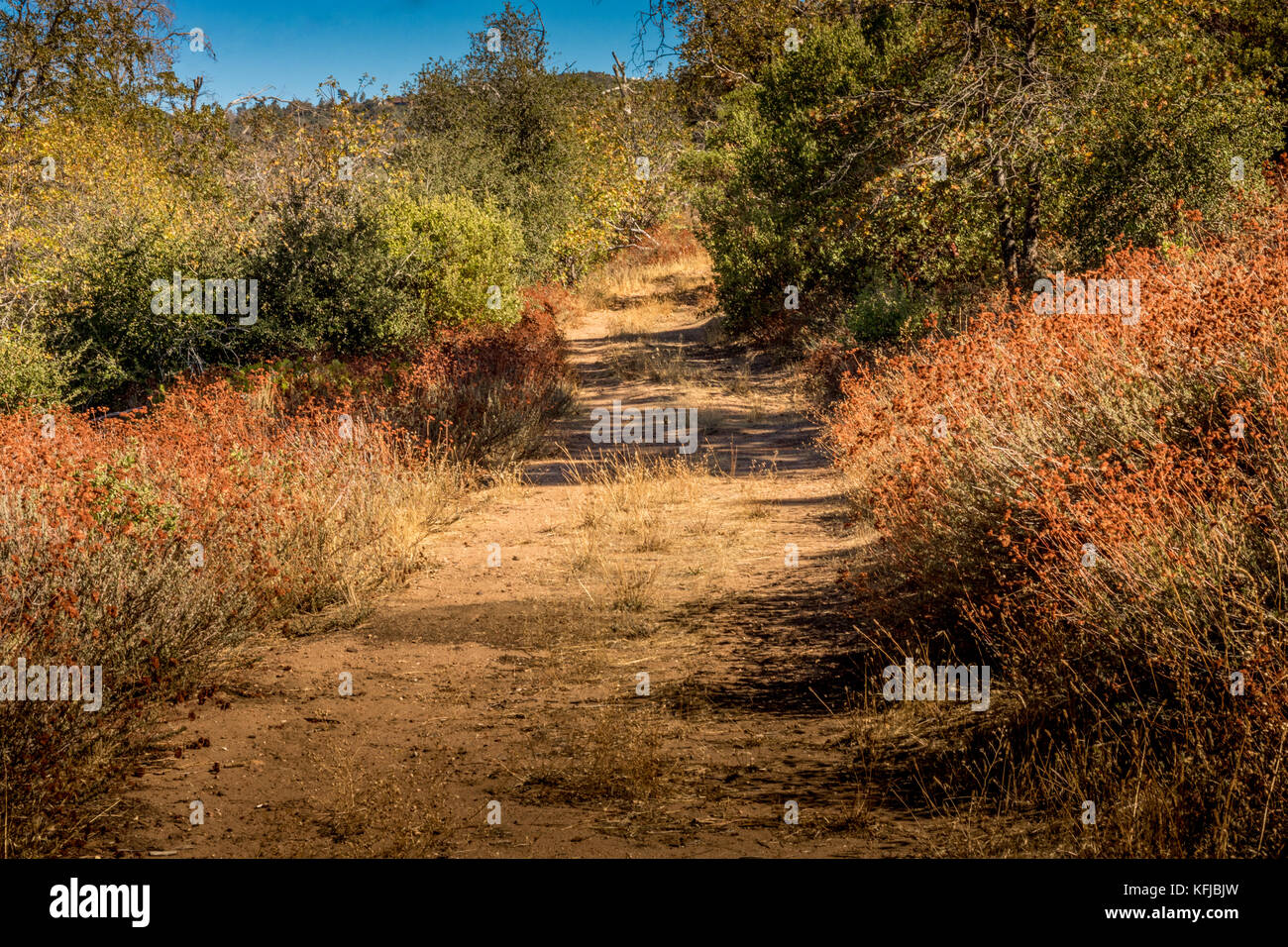 Overgrown country road bordered by native plant buckwheat, coastal live