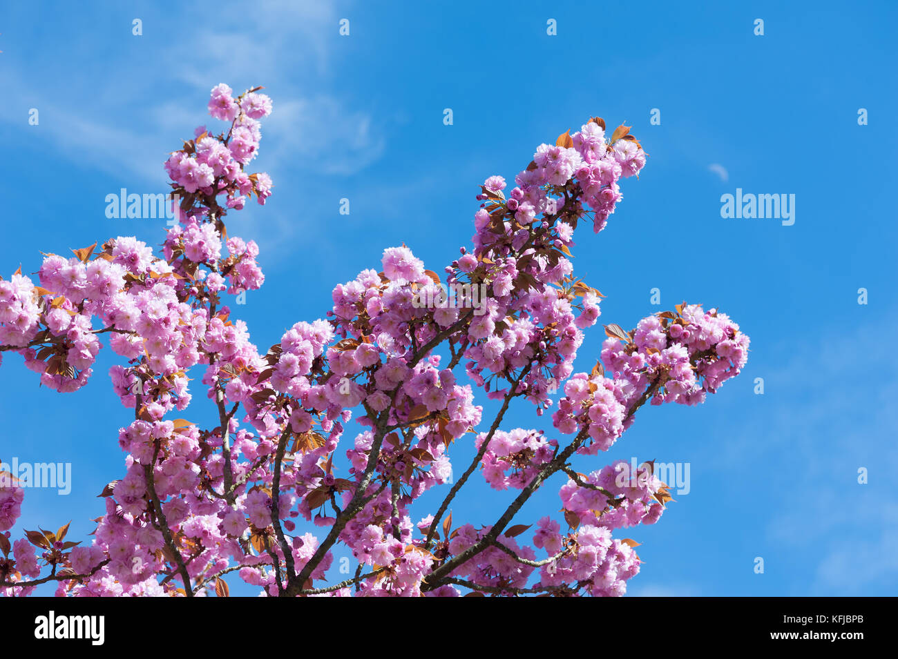 Flowering cherries in full bloom  Stock Photo