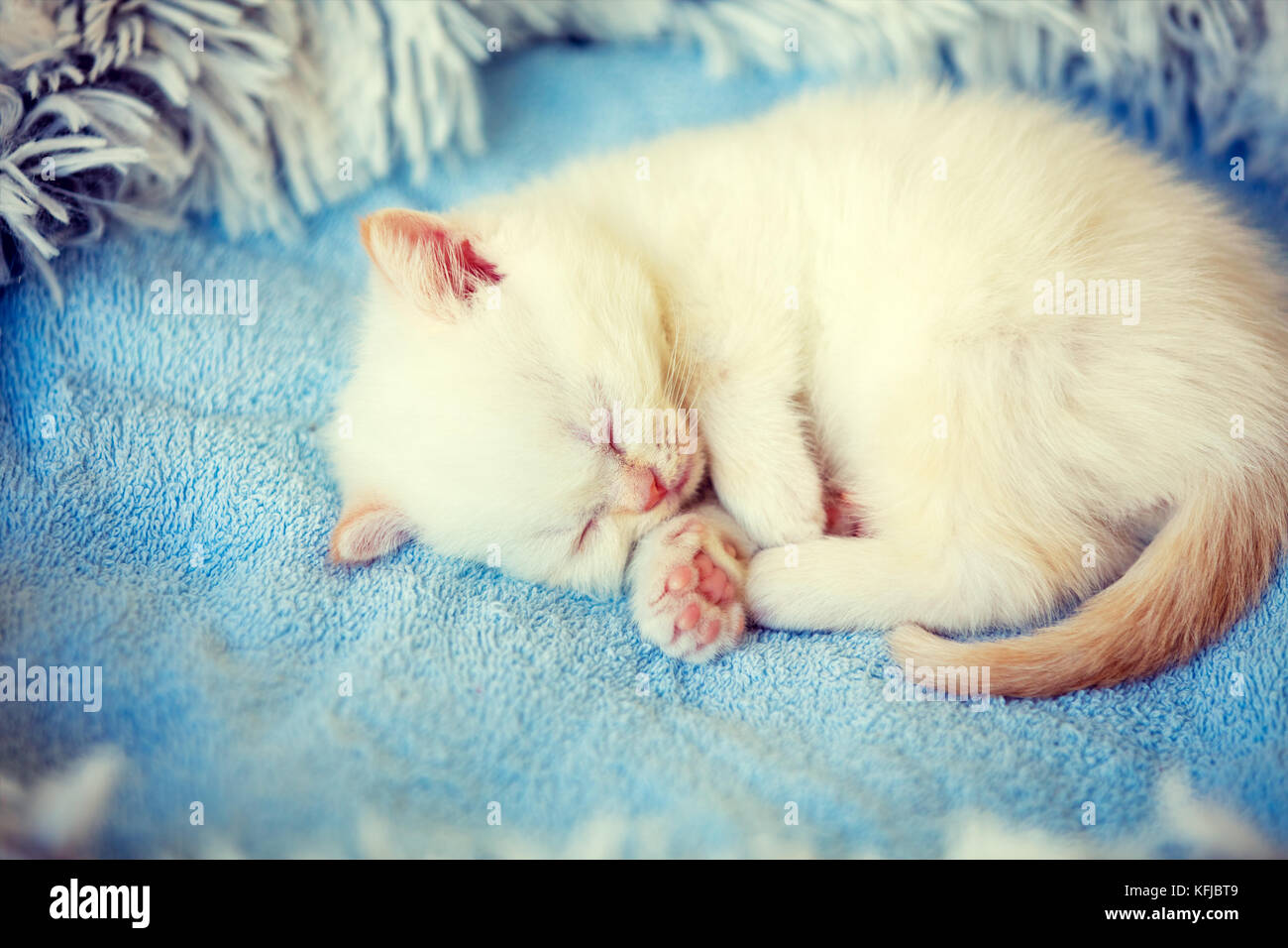 Sleeping cute little kitten lays on a fluffy blanket Stock Photo - Alamy