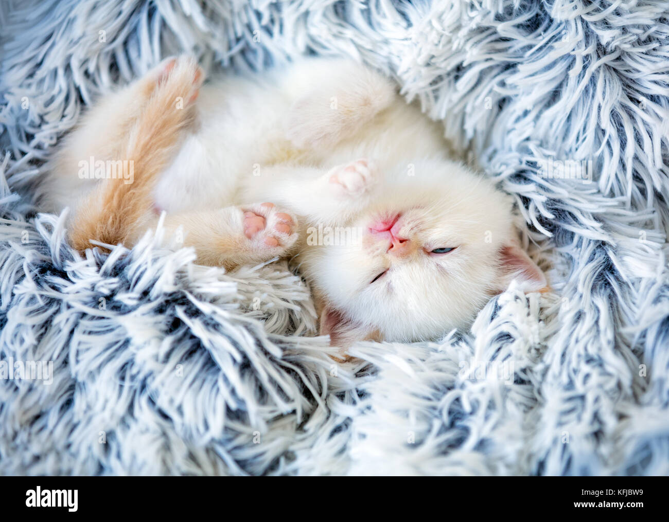 Sleeping cute little kitten lays on a fluffy blanket Stock Photo - Alamy