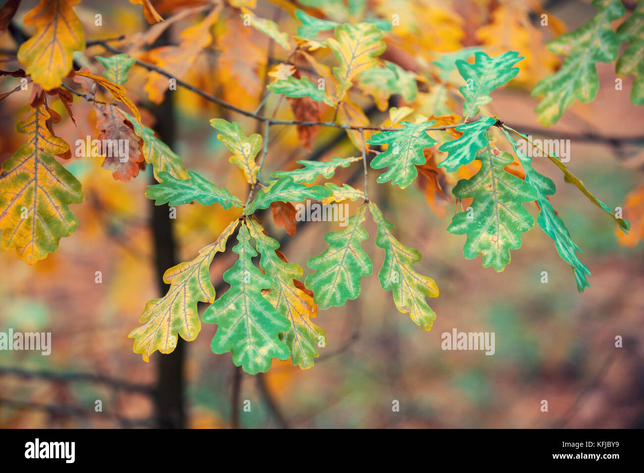 Oak branch with colorful leaves in the forest in autumn Stock Photo - Alamy