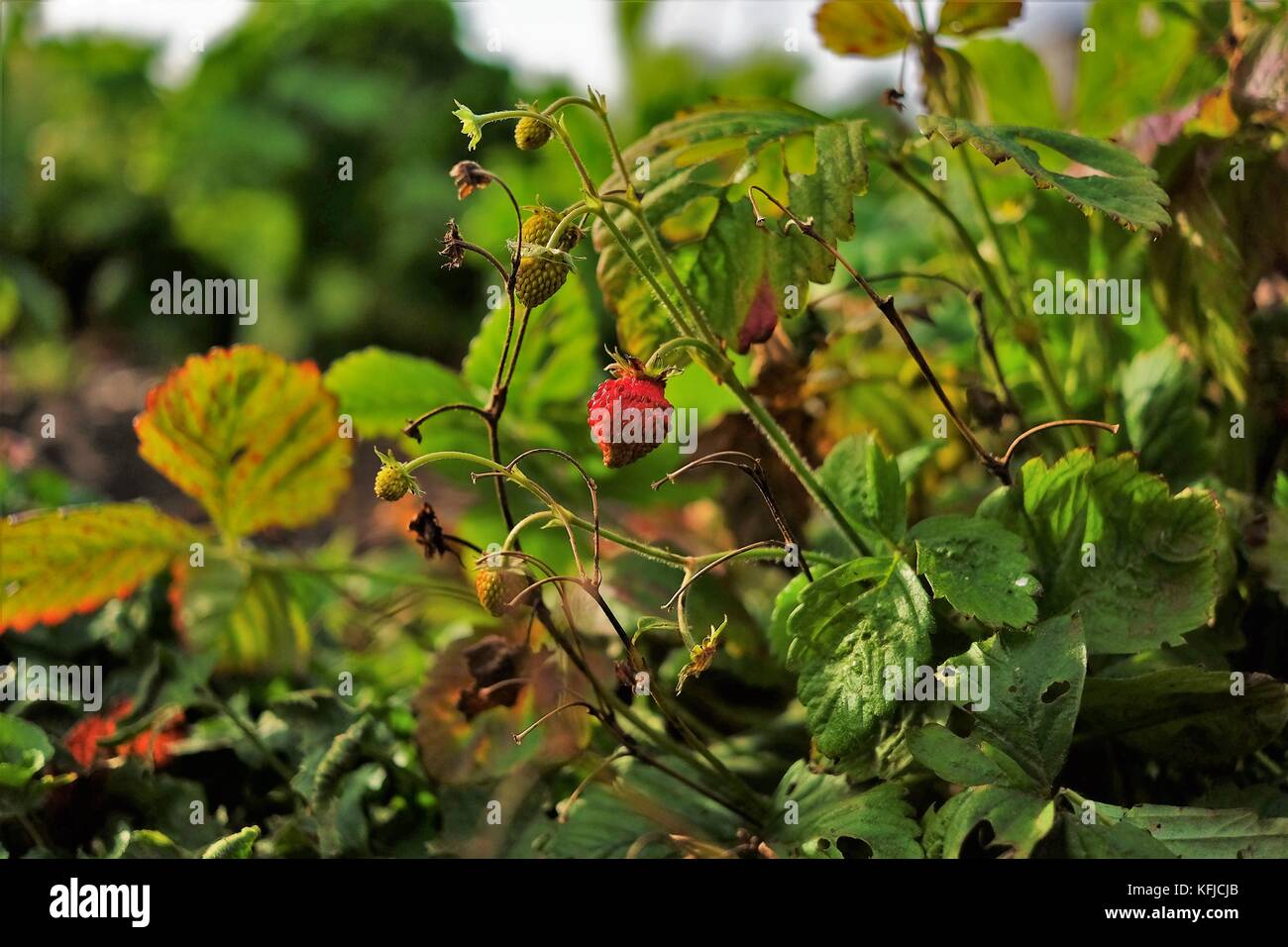 wild strawberry plant Stock Photo - Alamy