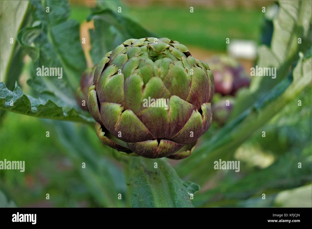 globe artichoke plant Stock Photo Alamy