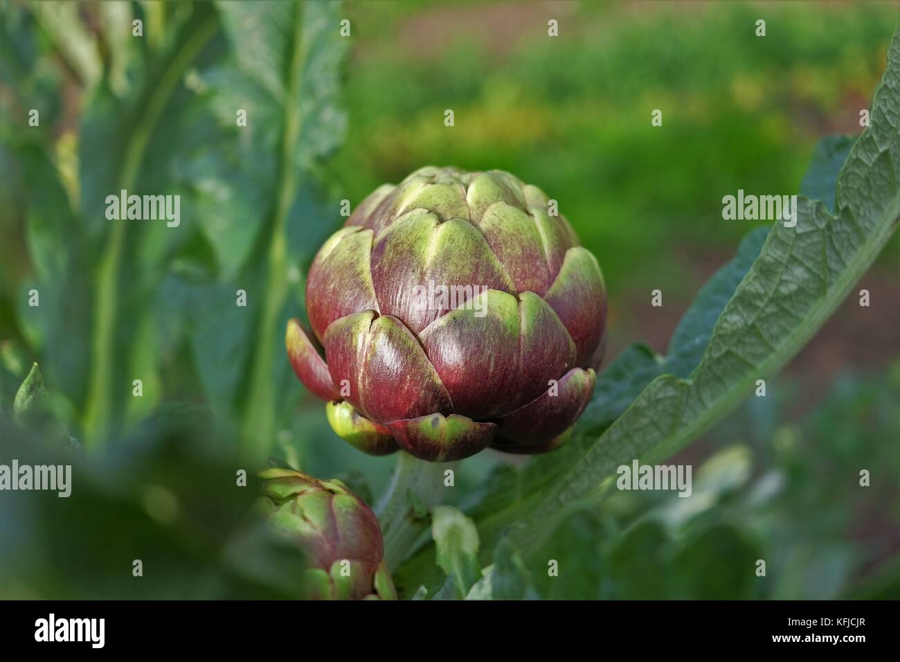 globe artichoke plant Stock Photo Alamy