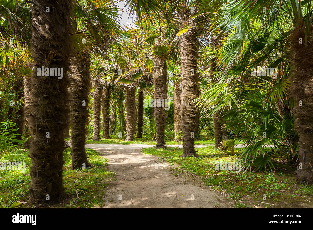 Path through palm trees in a park on a sunny day Stock Photo - Alamy