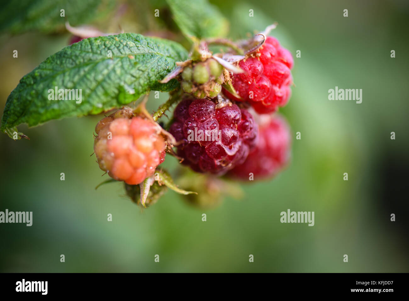 Raspberries growing. Stock Photo