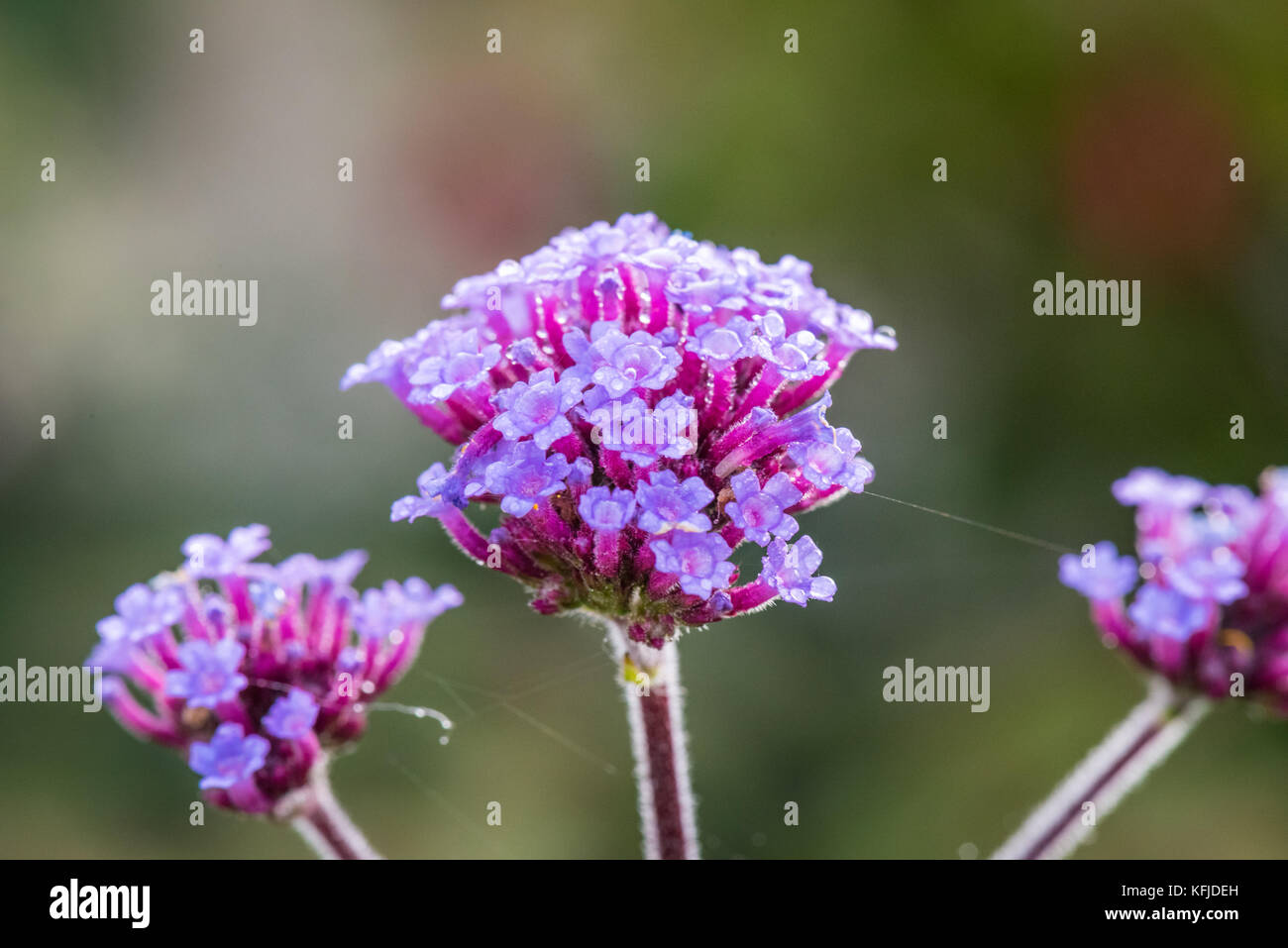 Verbena Bonariensis (Purple hats). Stock Photo