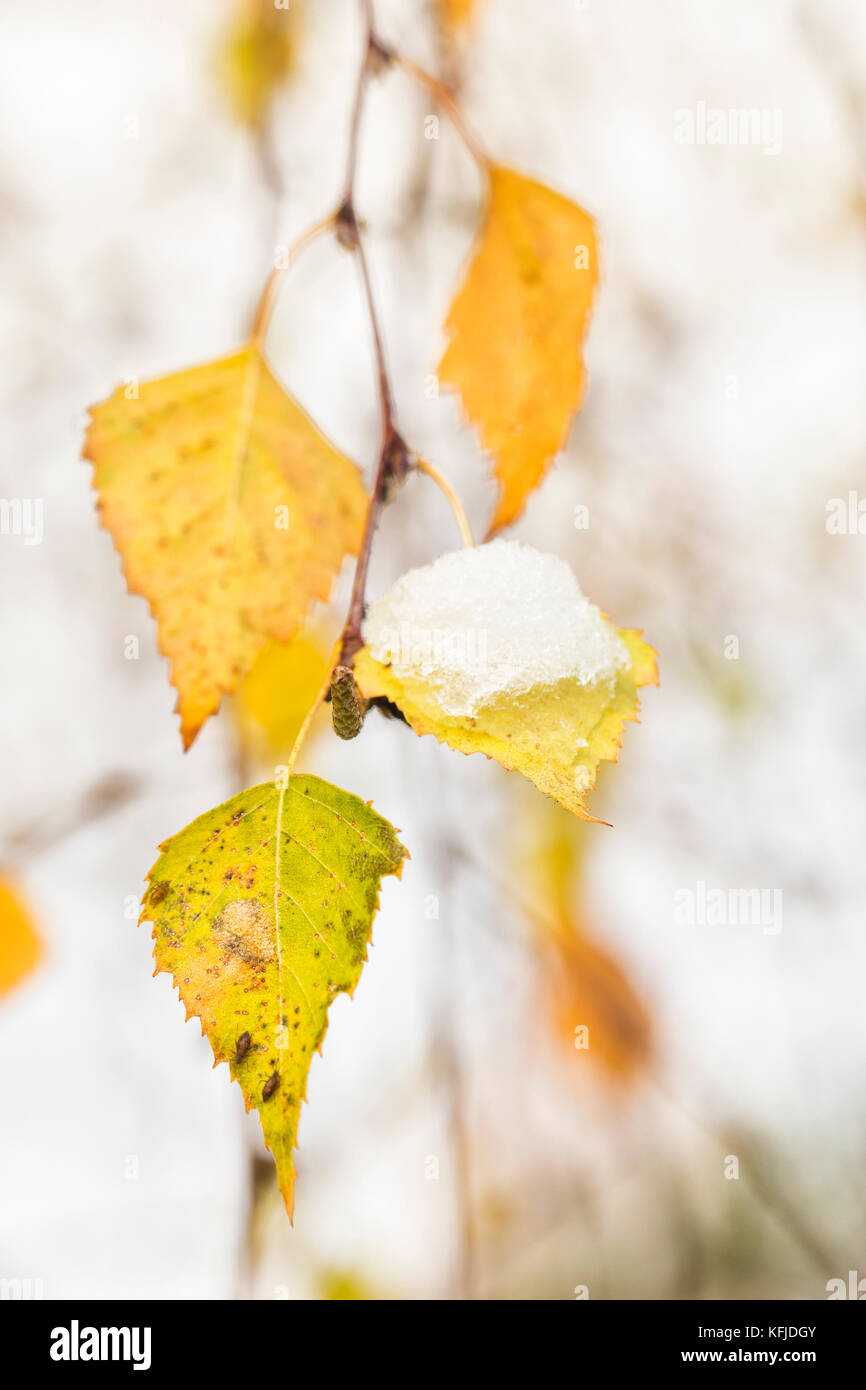 Abstract autumn background with birch leaves. Stock Photo