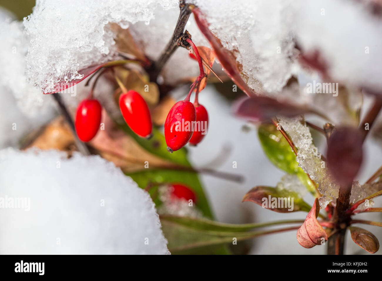Red autumn berries in sunny november day Stock Photo