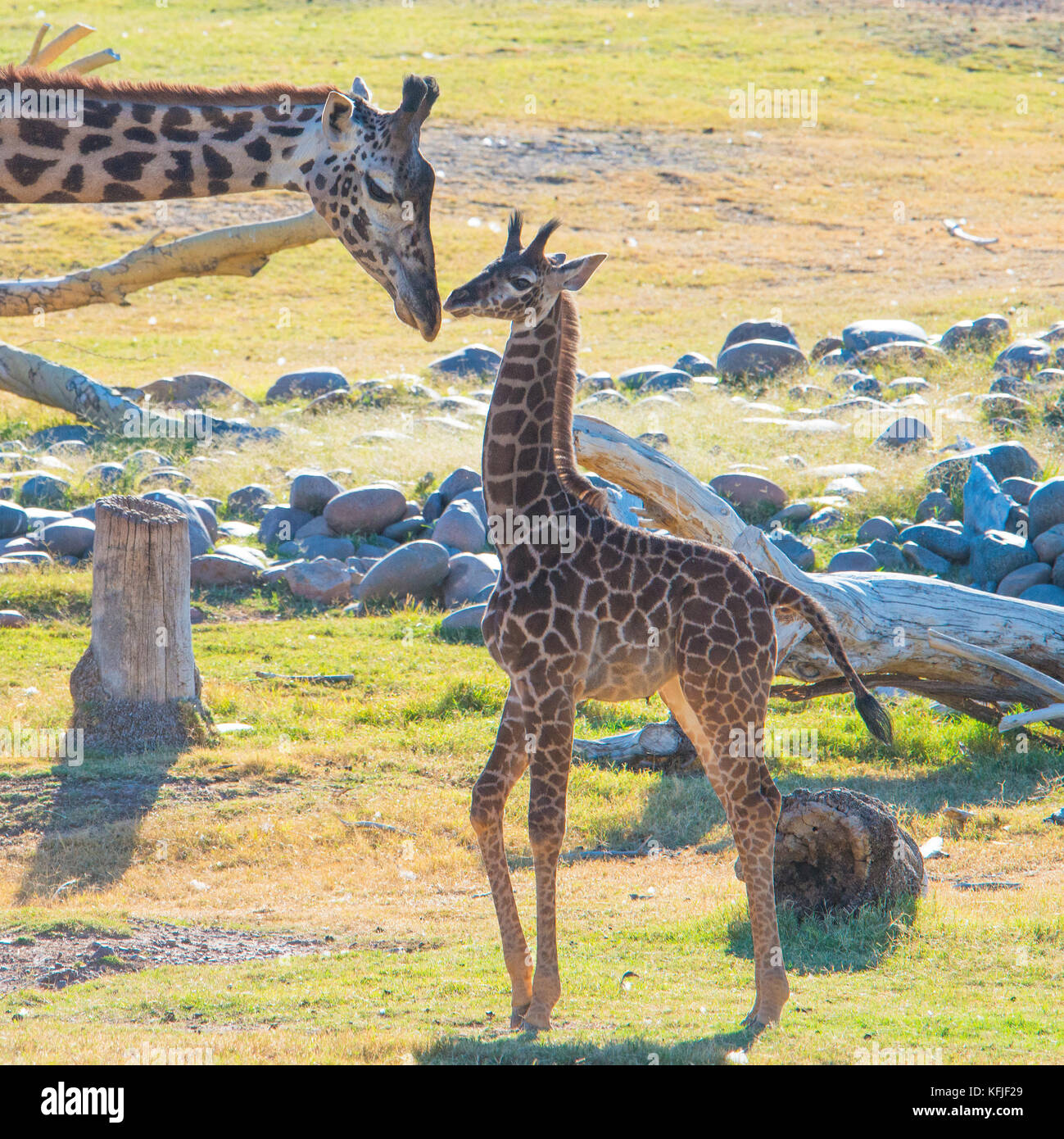 Baby Girl Giraffe Stock Photo Alamy