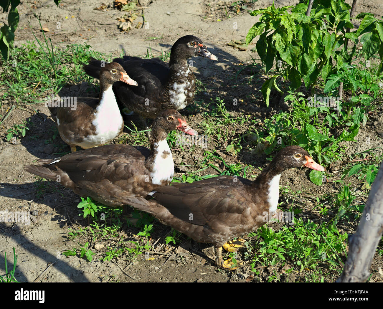 4 ducks caught eating vegetables in garden Stock Photo Alamy