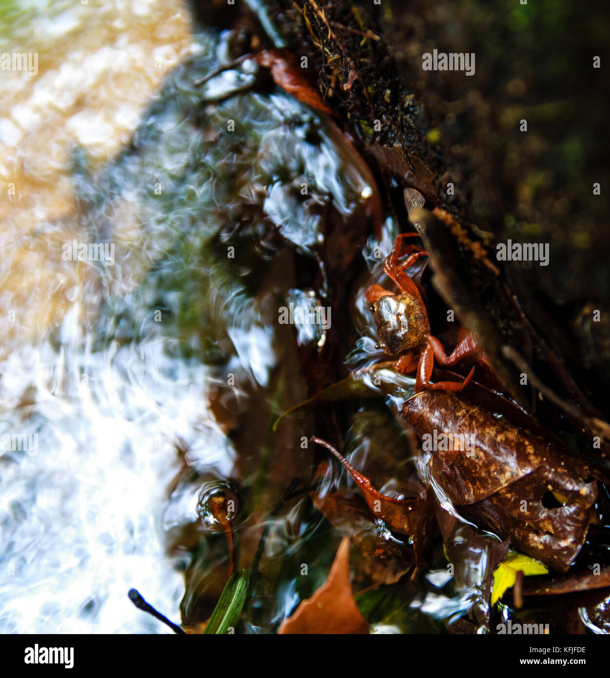 Tropical mountain climate hi-res stock photography and images - Alamy