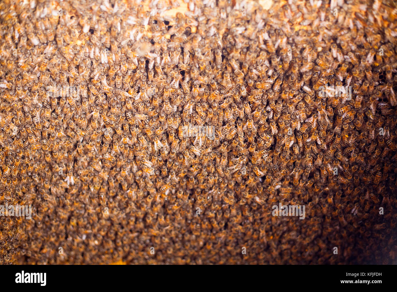 Wood Honey Brush Wasp bee Sweep Two Rows Of Horse Tail Hair Beekeeping ToolsQE 
