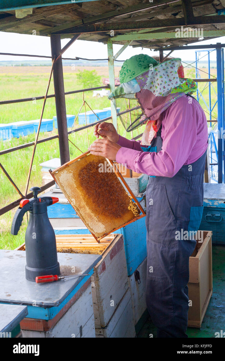 Master beekeeper holding in hands Bee honeycombs of wax in a wooden ...