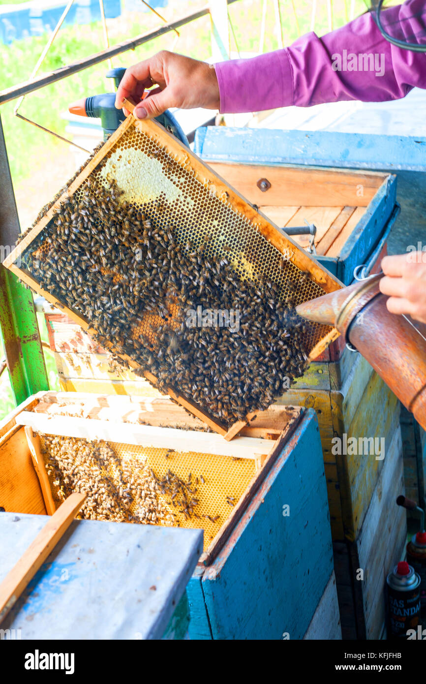Master beekeeper hi-res stock photography and images - Alamy
