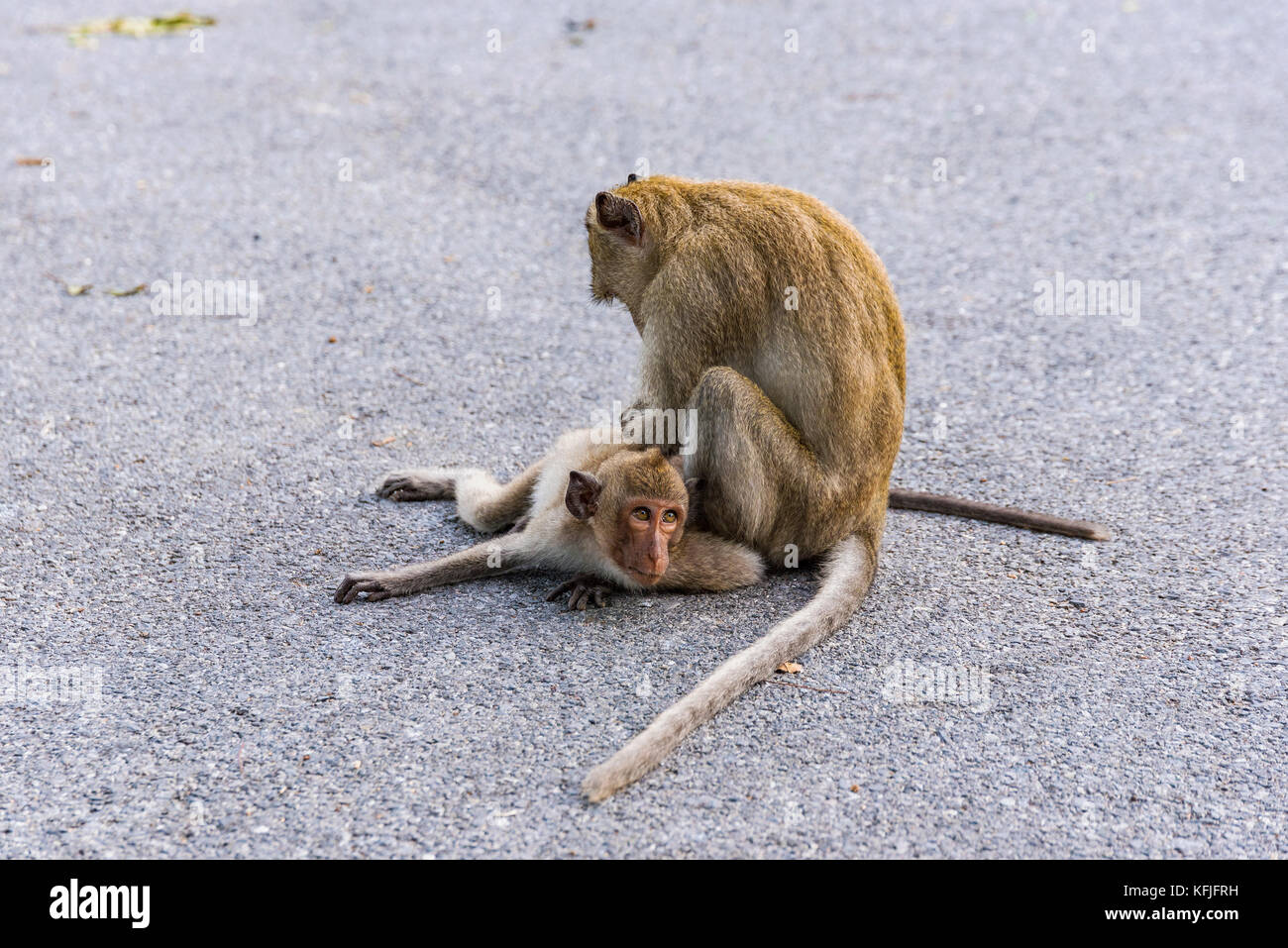 обезьянки на дороге. обезьяна дорога. Monkey on the road. обезьяна на дороге. обезьяна дорога.
