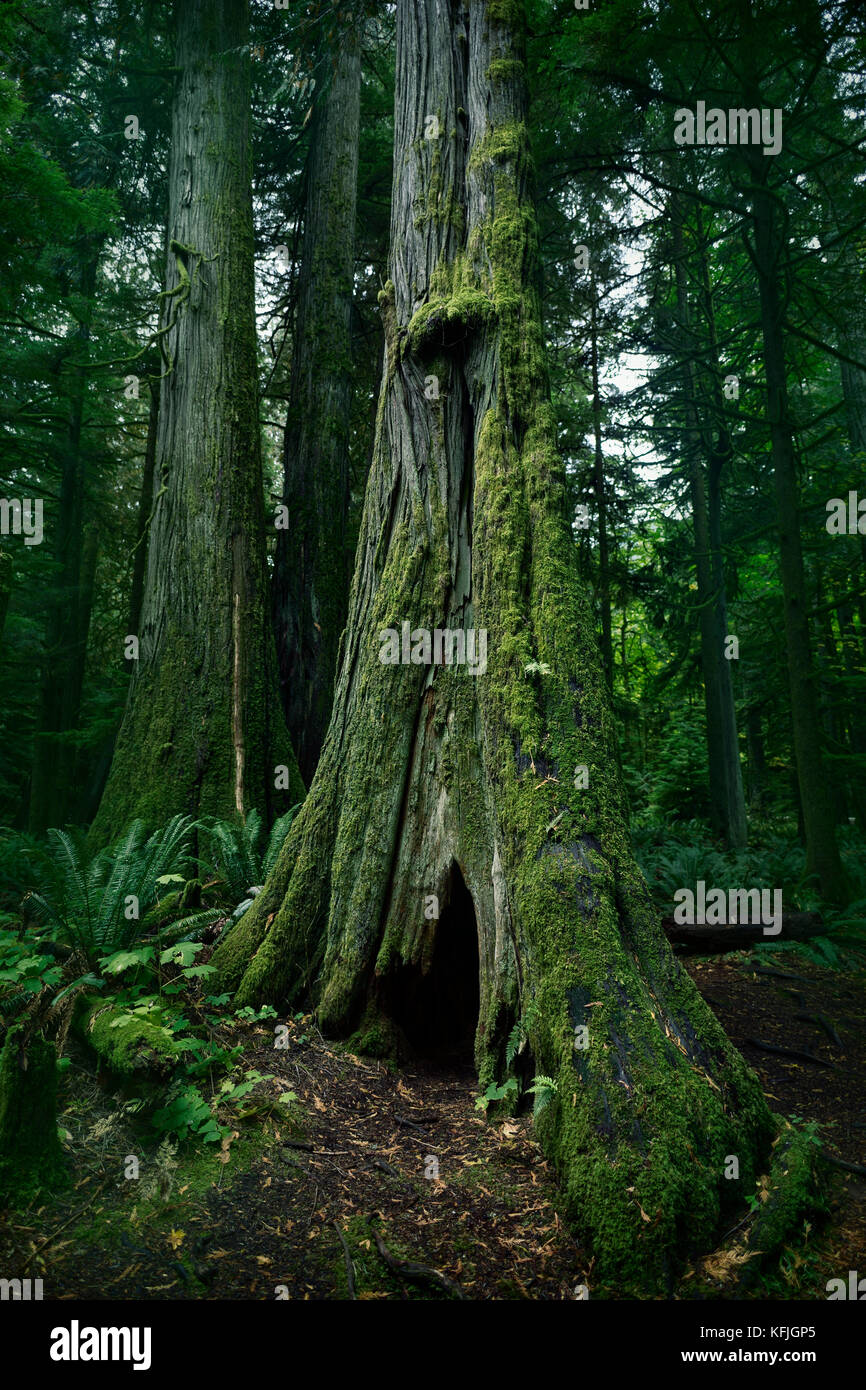 Tall ancient Douglas fir tree in Cathedral grove forest of MacMillan Provincial Park, Vancouver Island, British Columbia, Canada Stock Photo