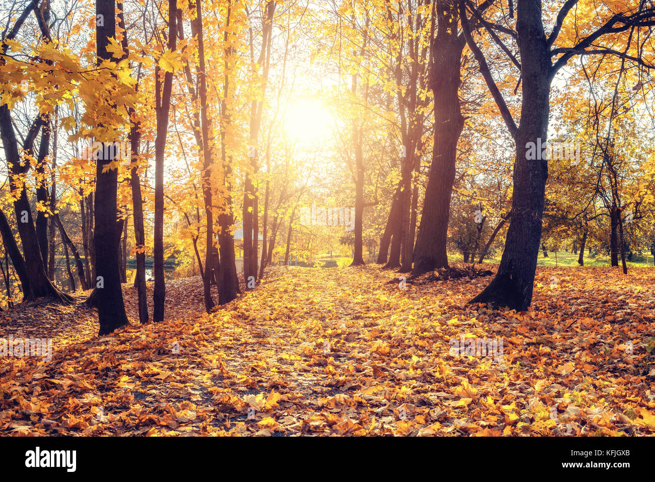 Alley in the sunny autumn park Stock Photo - Alamy