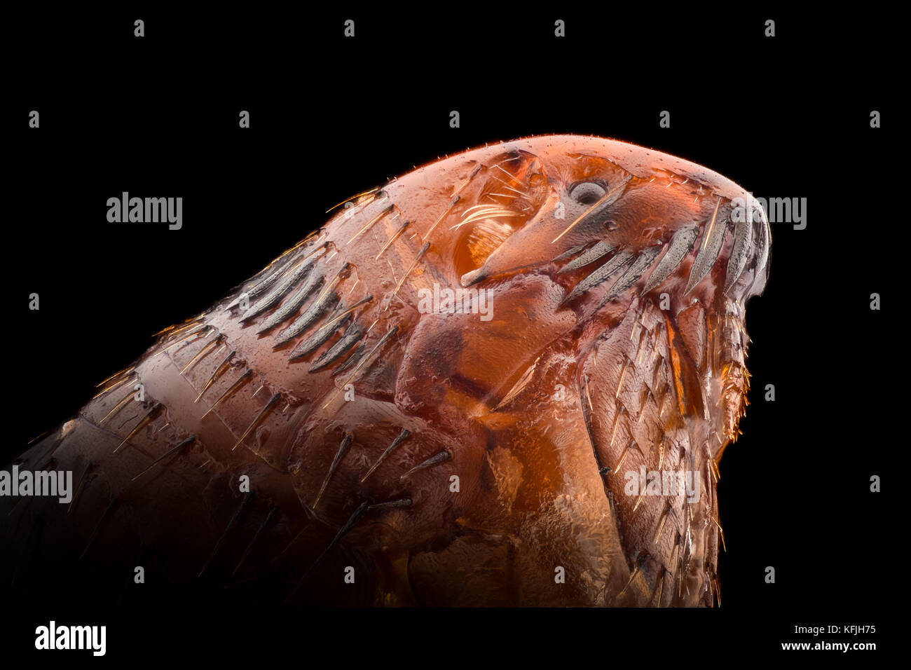 Extreme magnification - Flea under the microscope Stock Photo