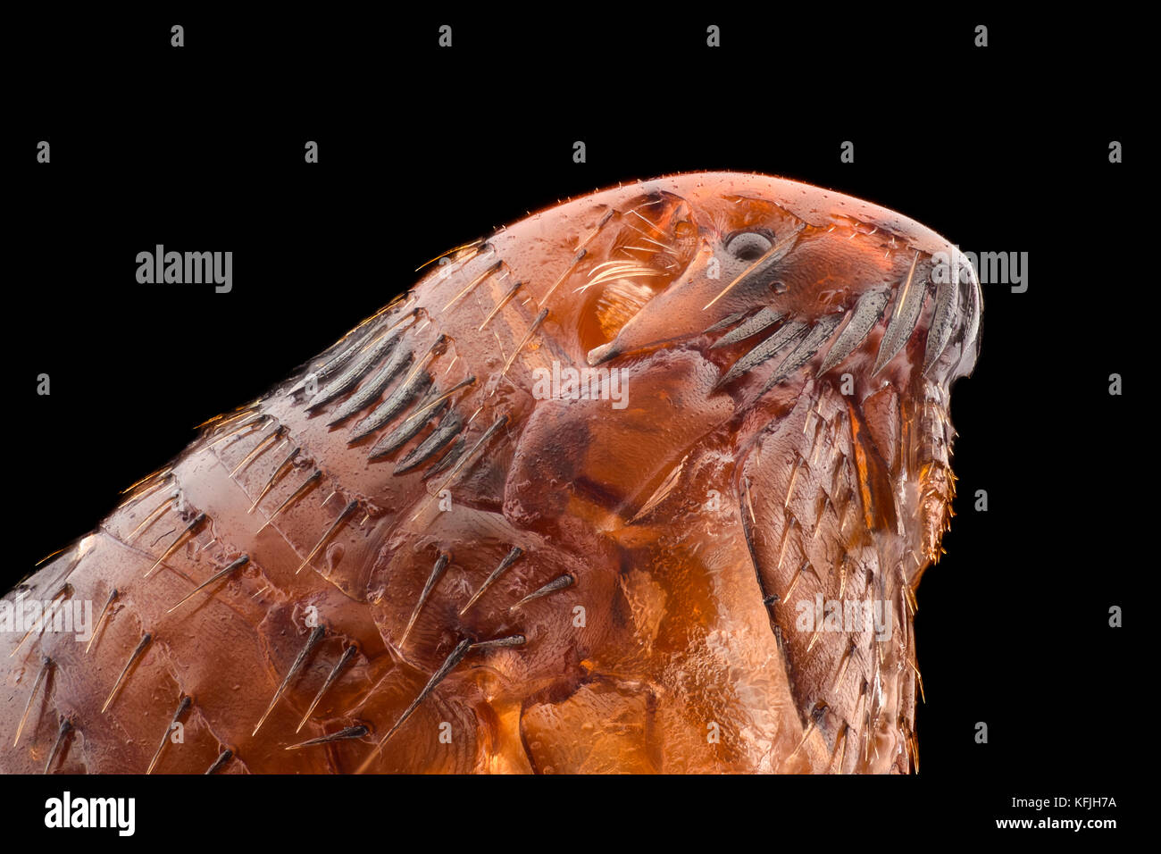 Extreme magnification - Flea under the microscope Stock Photo