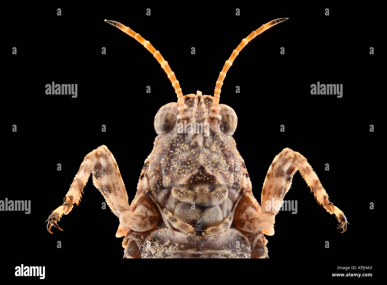 Extreme magnification - Cricket (grasshopper) Stock Photo