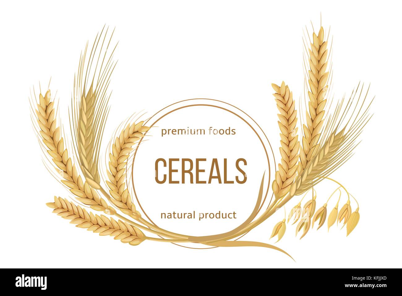 Wheat, barley, oat and rye set. Four cereals spikelets with ears, sheaf and text premium foods, natural product Stock Vector