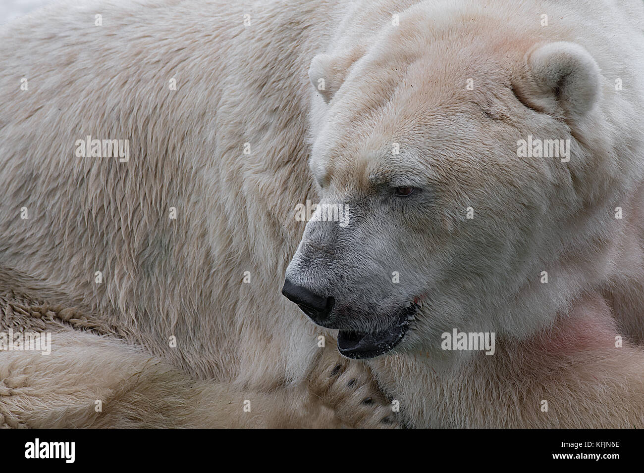 A very close photograph of a polar bear Stock Photo