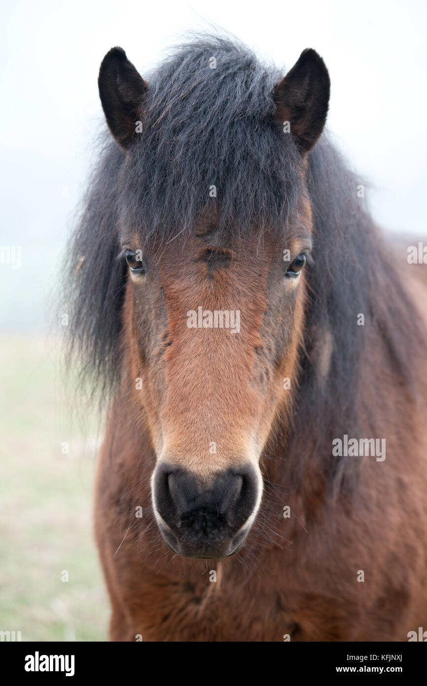 close up of horse looking at the camera Stock Photo - Alamy
