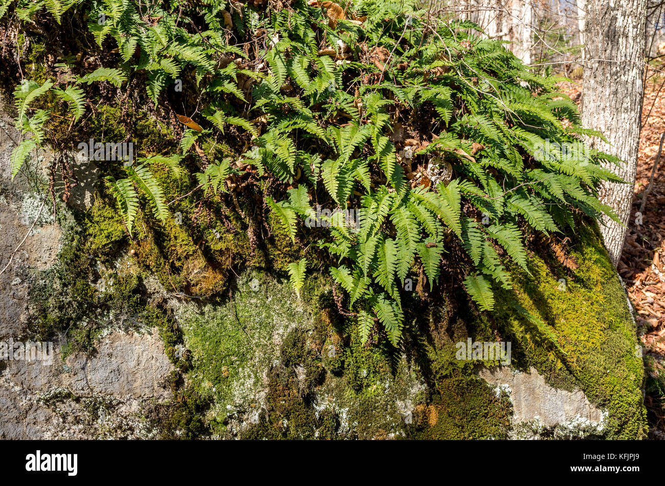ferns and moss growing on a large bolder Stock Photo
