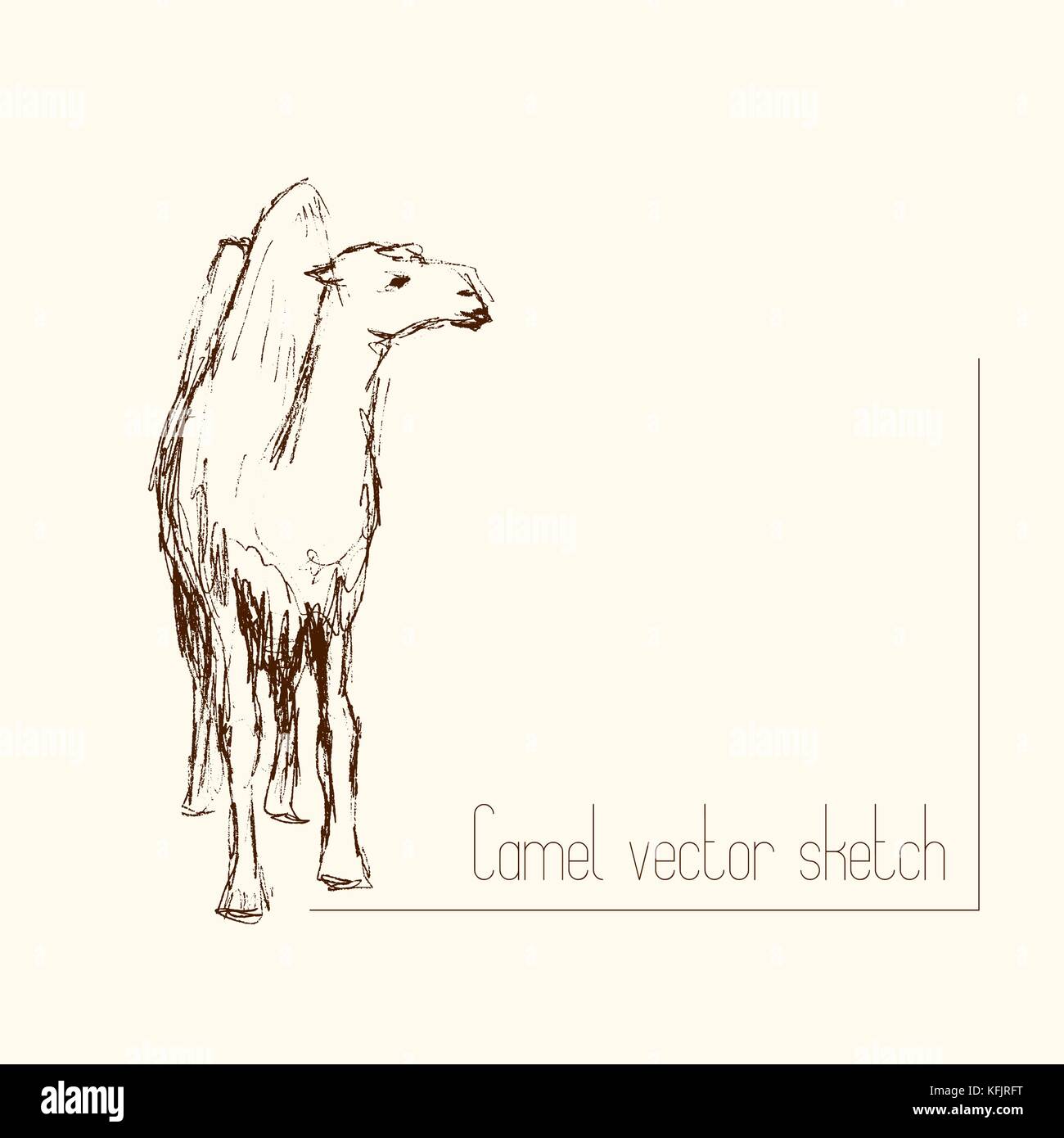 How to Draw a Camel  Envato Tuts