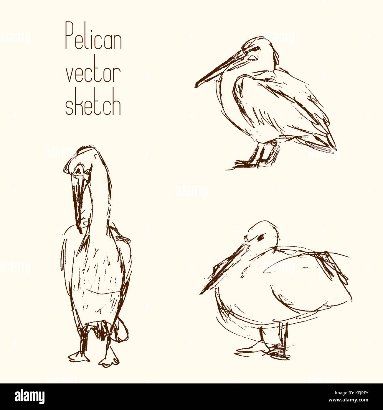 Как нарисовать пеликана поэтапно в левую сторону